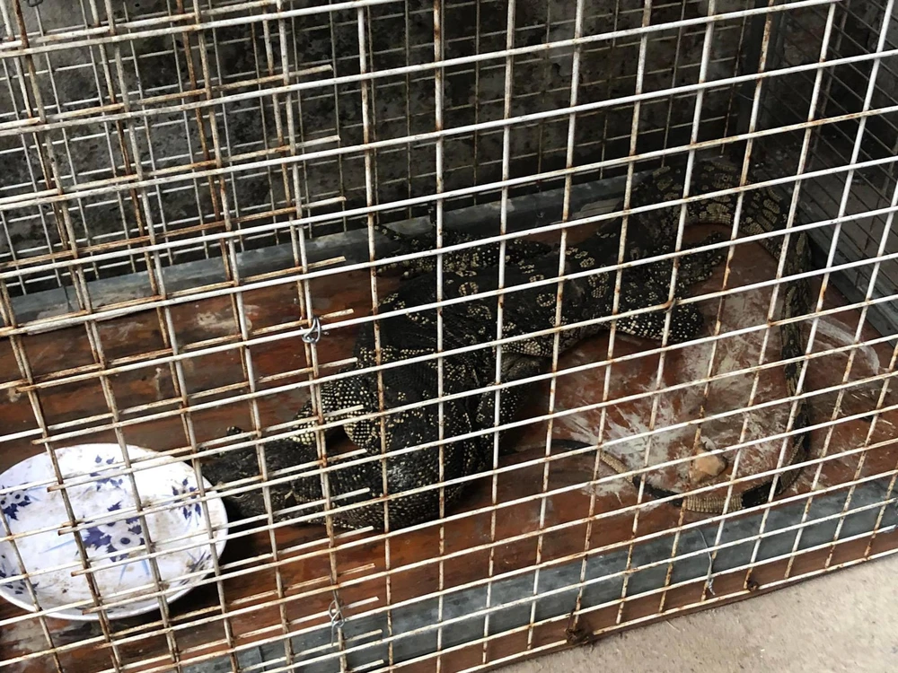 Con kỳ đà dài hơn nửa mét, nặng 4,4 kg. Ảnh: ĐC