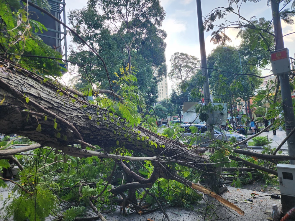 cay-tet-nhanh-roi-xuong-duong-o-trung-tam-tp-hcm (1).jpg