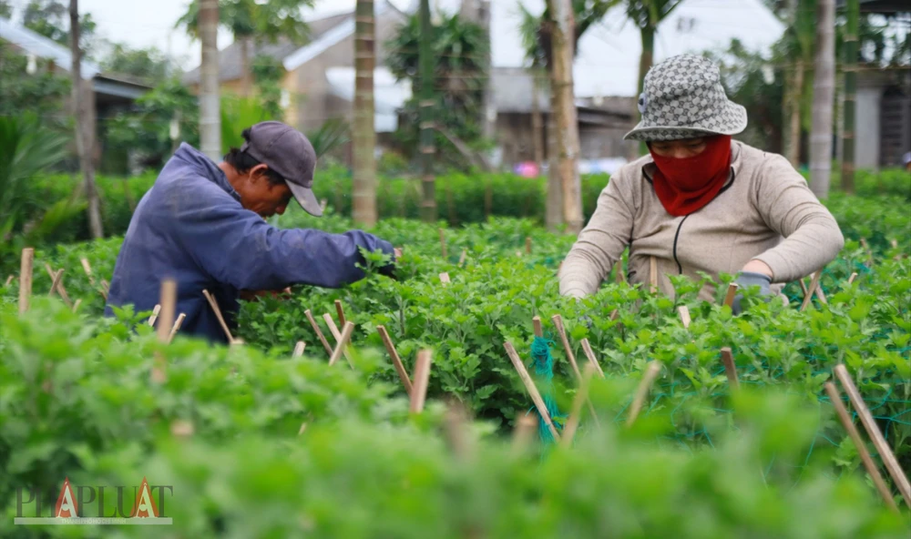 Quảng Ngãi: Rực sáng ở 'thủ phủ' trồng hoa cúc Tết