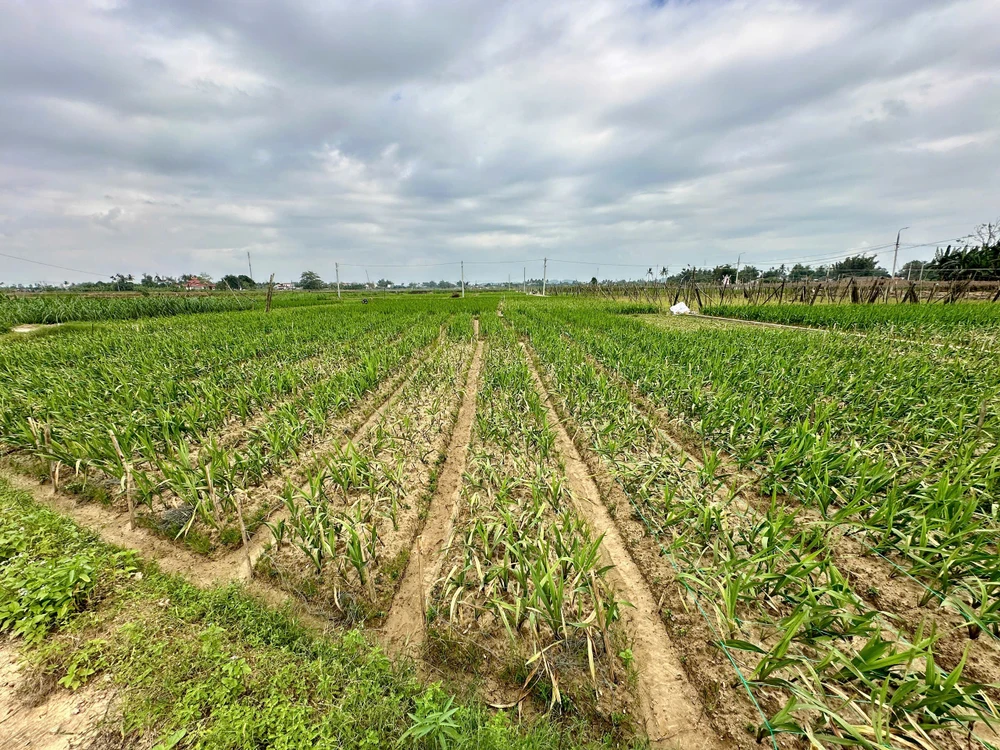 Quảng Ngãi: Hoa lay ơn vụ Tết chết hàng loạt, nông dân lo mất trắng