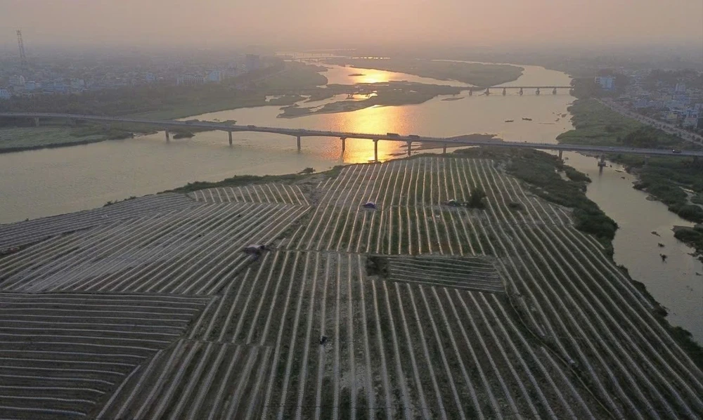 Làm giá đỗ truyền thống bằng cát sông Trà Khúc