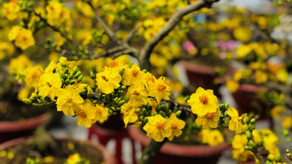 cho-hoa-tet-quang-ngai-e-am-chua-tung-co (14).jpg