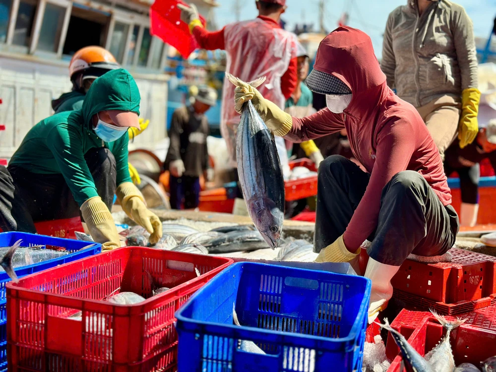 ngu-dan-quang-ngai-boi-thu-chuyen-bien-ngay-giap-tet (13).jpg