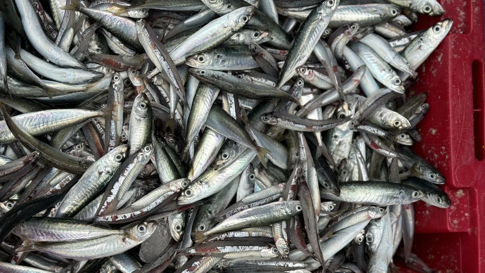 ngu-dan-quang-ngai-boi-thu-chuyen-bien-ngay-giap-tet (2).jpg