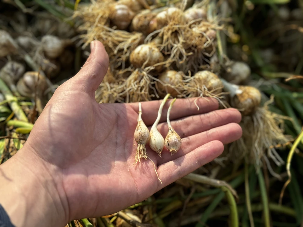 ly-son-hiem-toi-co-don (3).jpg