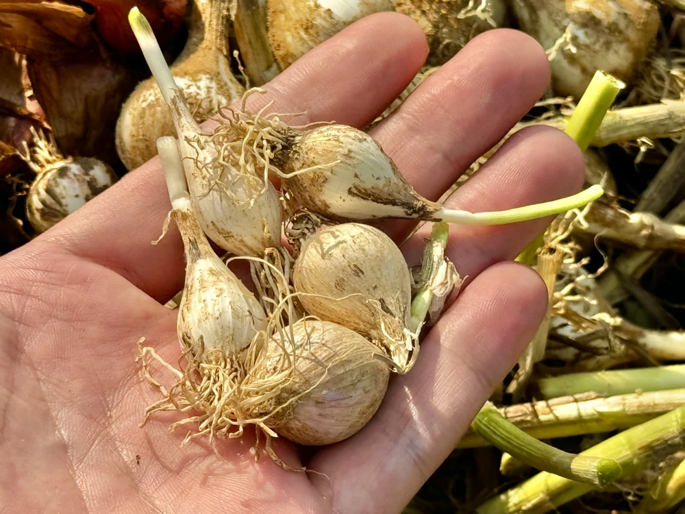 ly-son-hiem-toi-co-don (5).jpg