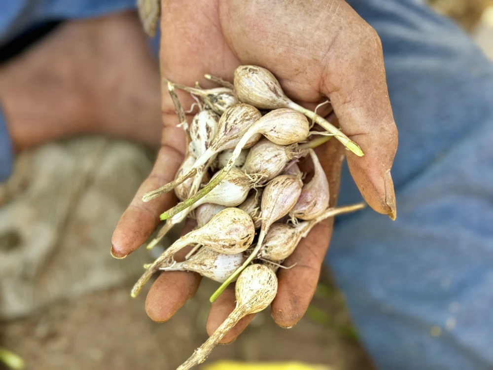 Lý Sơn hiếm tỏi cô đơn