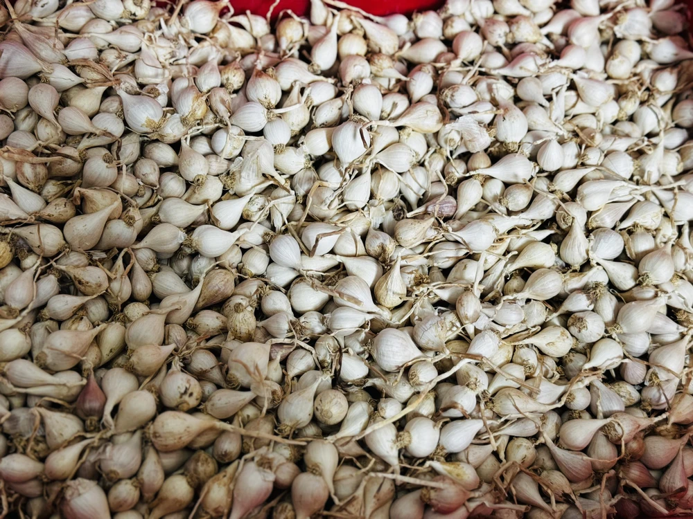 ly-son-hiem-toi-co-don (7).jpg