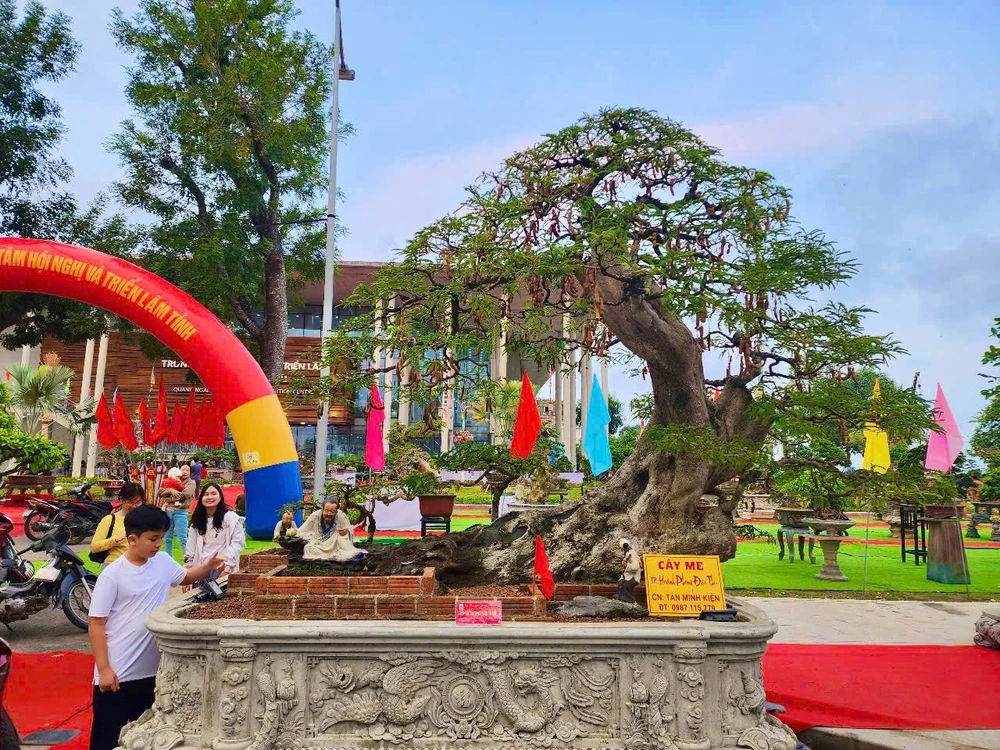 Triển lãm cây cảnh, bonsai độc đáo với hơn 1.000 tác phẩm ở Quảng Ngãi
