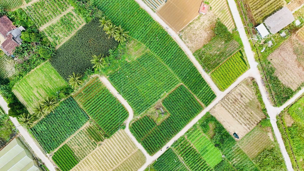 Quảng Ngãi: Giá ớt tăng cao chưa từng có, nông dân thắng lớn