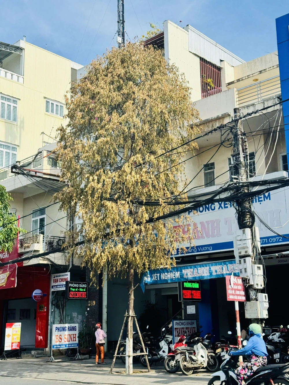 Cây xanh chết bất thường giữa TP Quảng Ngãi, nghị bị đầu độc bằng hóa chất