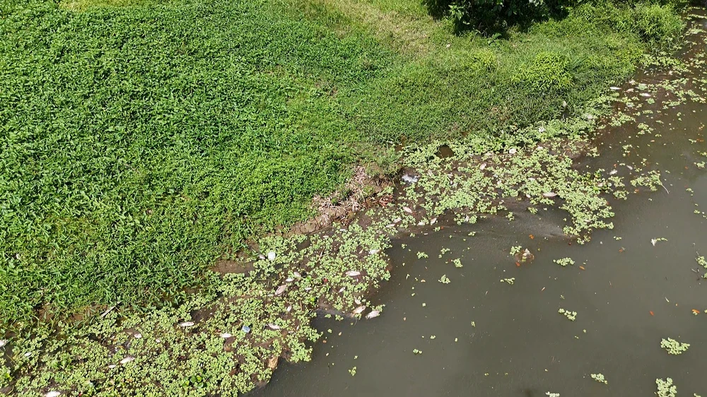 Quảng Ngãi: Cá chết hàng loạt, nổi trắng sông Bàu Giang