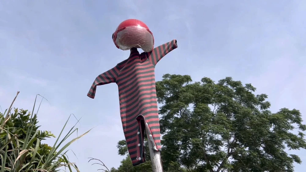 Khỉ hoang quấy phá hoa màu, nông dân Quảng Ngãi 'ngồi trên lửa'