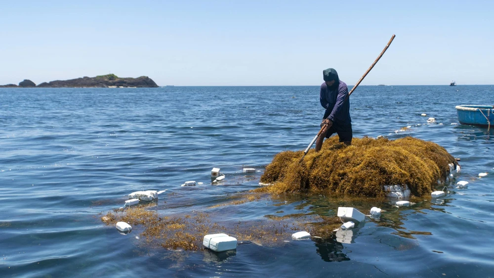 Ngược sóng vớt rong mơ – nghề mưu sinh độc đáo của ngư dân Quảng Ngãi