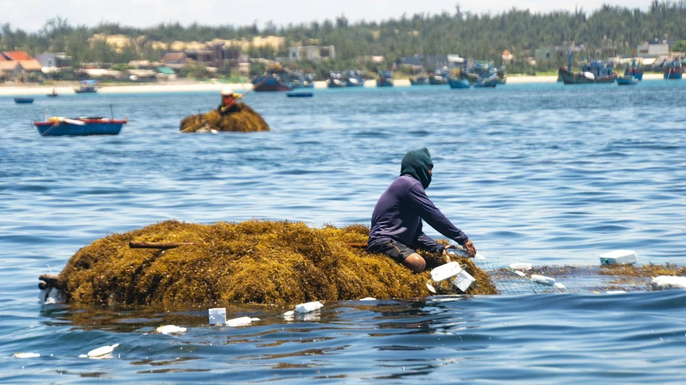 nguoc-song-vot-rong-mo-nghe-muu-sinh-doc-dao-cua-ngu-dan-quang-ngai- (12).jpg