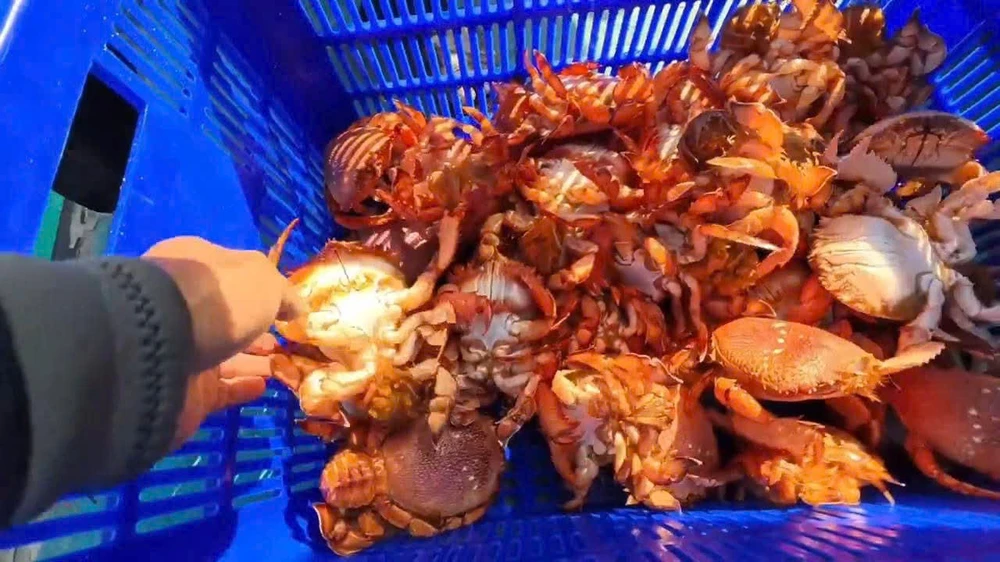 Thả hàng chục con cua huỳnh đế mang trứng về biển Lý Sơn