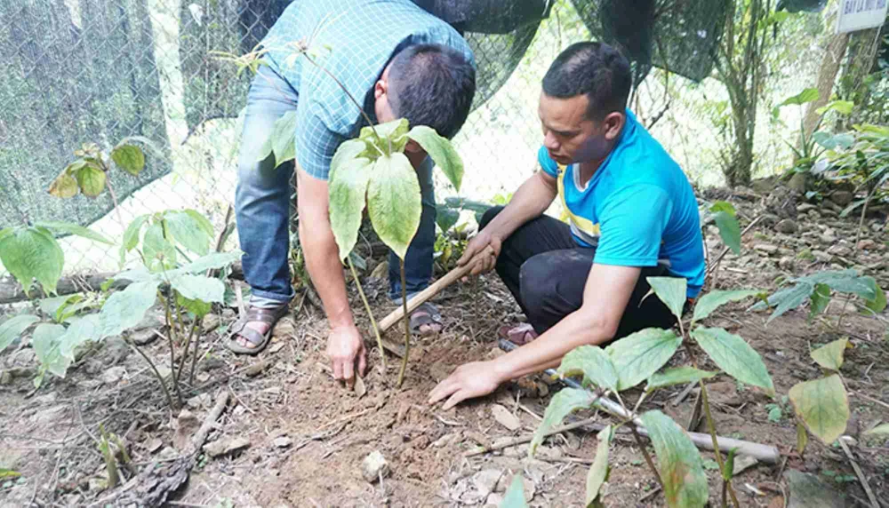Điều tra việc sử dụng ngân sách tại hai đề tài dược liệu gần 5 tỉ đồng ở Quảng Ngãi