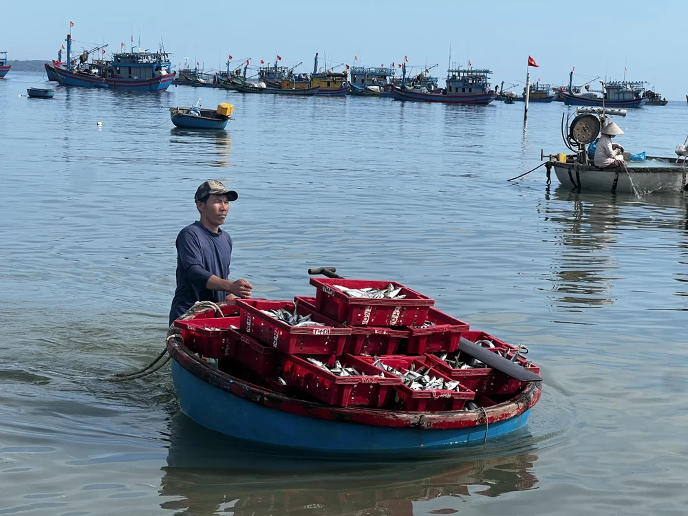 Ngư dân Quảng Ngãi tất bật vào mùa cá nục