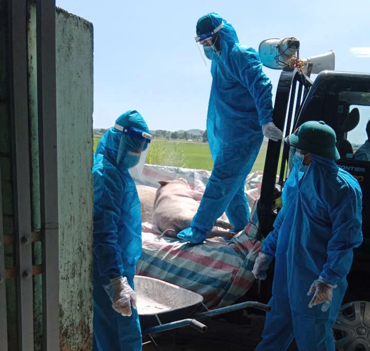 Quảng Ngãi quyết liệt ngăn dịch tả heo châu Phi lan rộng