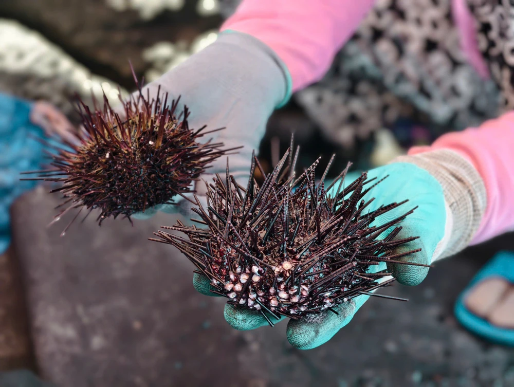 Ngư dân Quảng Ngãi vào mùa săn nhum biển ở mũi Ba Làng An