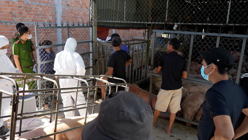 Phát hiện cơ sở thu gom 72 con lợn dương tính dịch tả lợn châu Phi để mổ làm lạp xưởng