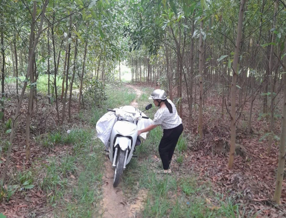 Quảng Ngãi: Một phụ nữ bị xử phạt 5 triệu đồng vì vứt heo chết ra rẫy keo