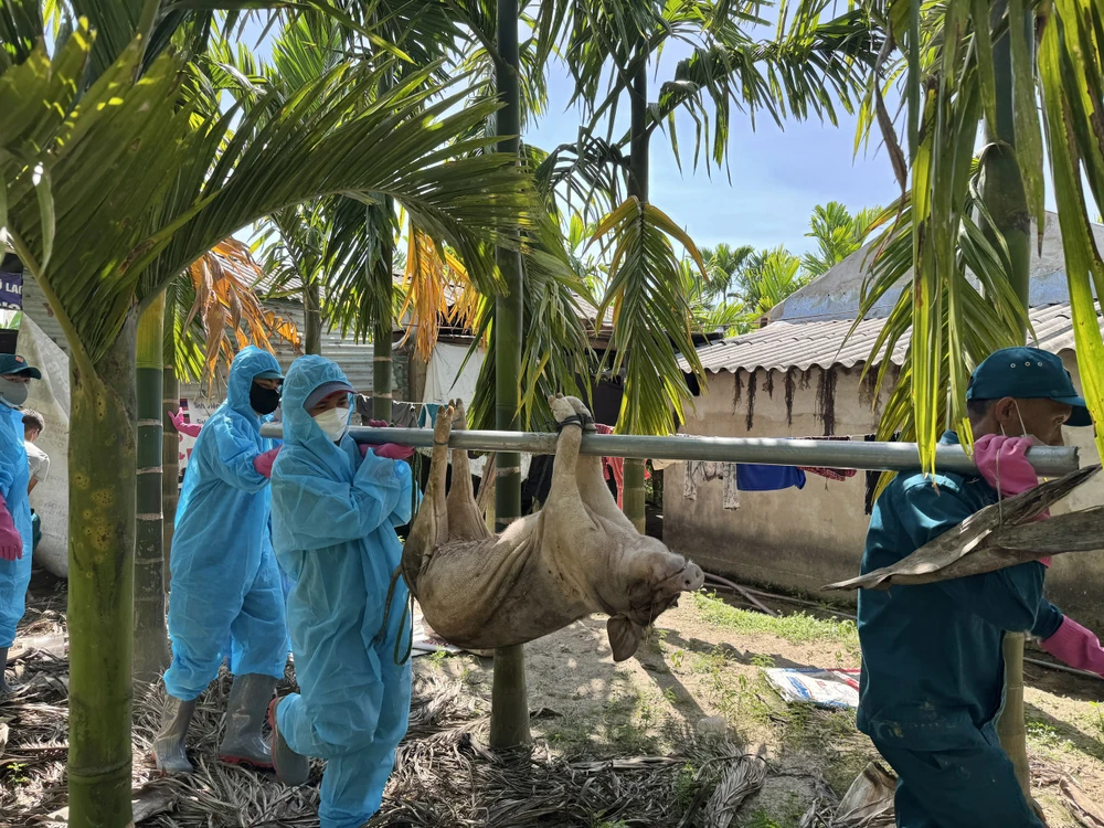 Quảng Ngãi: Dân bức xúc vì phải nộp thêm tiền để được tiêu hủy lợn chết do dịch