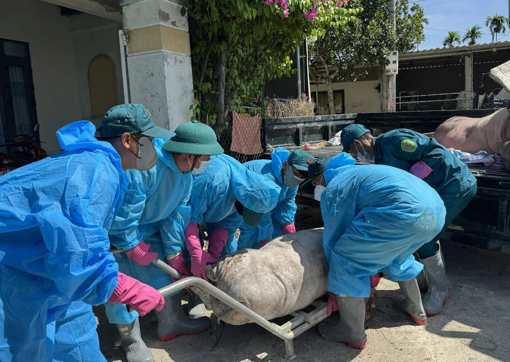 Vụ thu tiền để được tiêu hủy lợn bệnh: Khoảng 10 hộ dân đã được trả lại tiền đã đóng