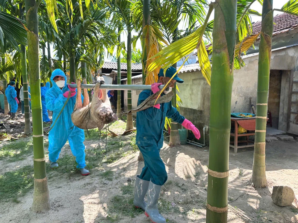 vu-dong-tien-moi-duoc-tieu-huy-lon-chet-vi-dich-o-quang-ngai-xa-khong-co-chu-truong-thu-yeu-cau-lap-danh-sach-tra-lai-tien- (1).jpg