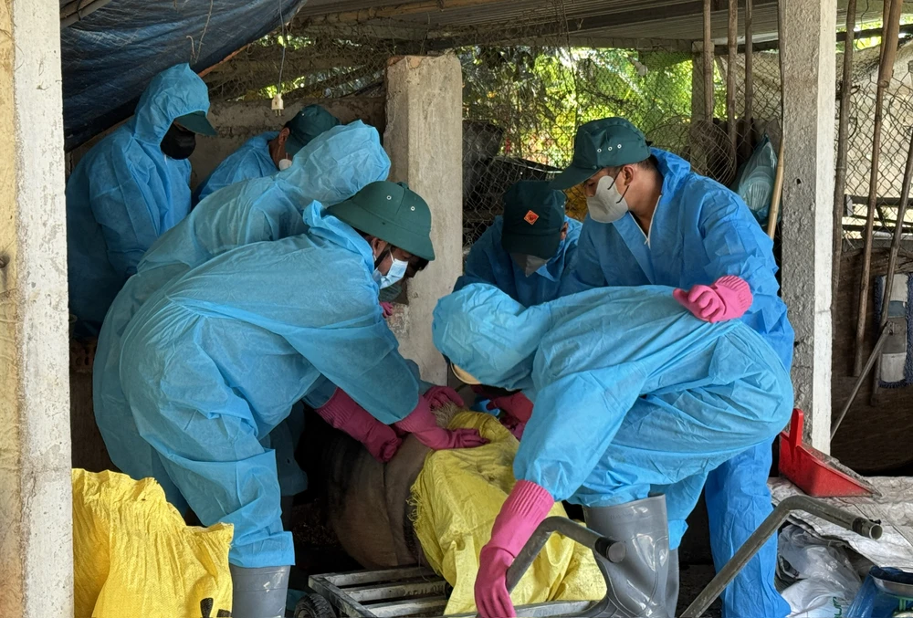 Chính quyền nói gì vụ đóng tiền mới được tiêu hủy lợn chết vì dịch ở Quảng Ngãi?