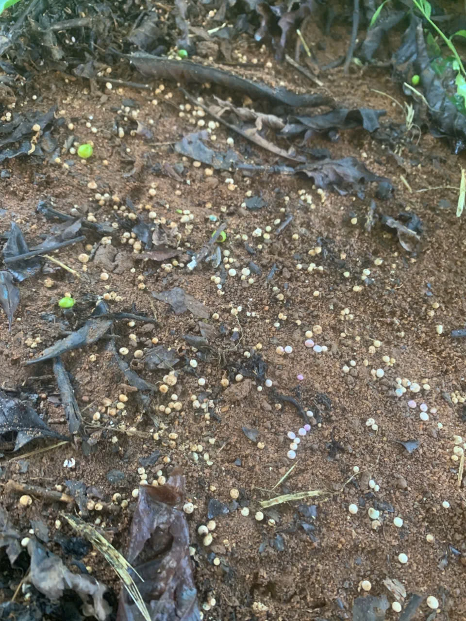 rai-phan-ca-thang-khong-tan-dan-hoang-mang-keu-cuu-chinh-quyen- (2).jpg