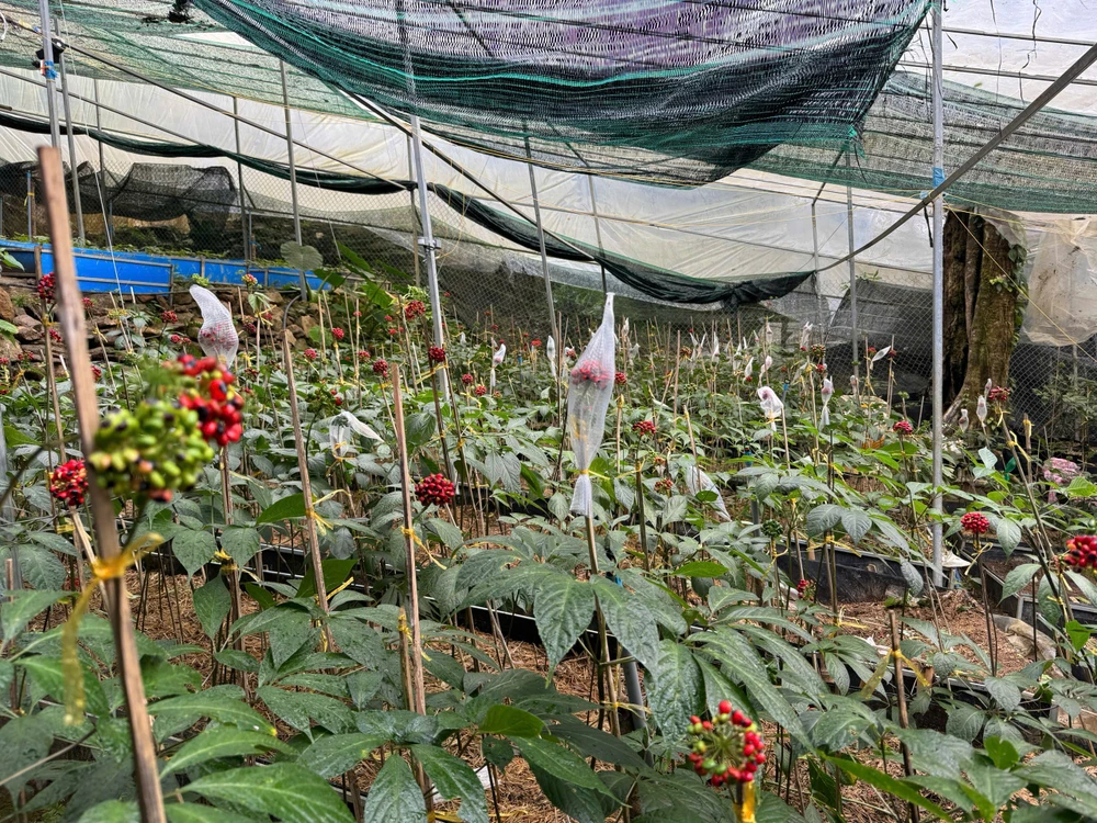 Quảng Ngãi hướng tới 6.000ha sâm Ngọc Linh làm mũi nhọn kinh tế vùng cao