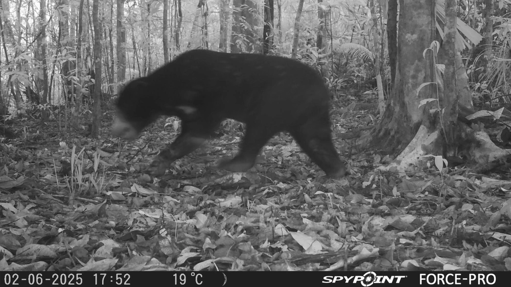 Quảng Ngãi: Phát hiện gấu ngựa và cua bay tại Vườn quốc gia Chư Mom Ray