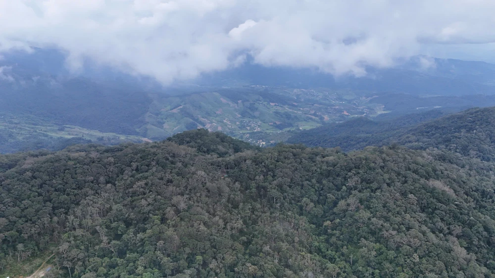 Lao đao vì nạn trộm cắp cây sâm Ngọc Linh