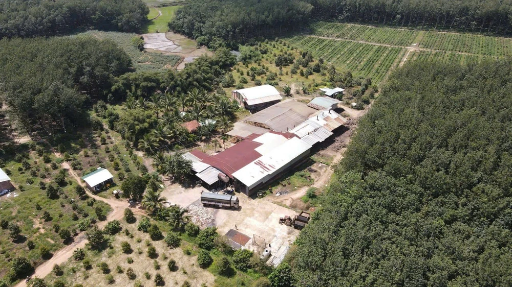 Quảng Ngãi yêu cầu xử lý cơ sở chế biến mủ cao su 'mọc' trái phép, gây ô nhiễm môi trường