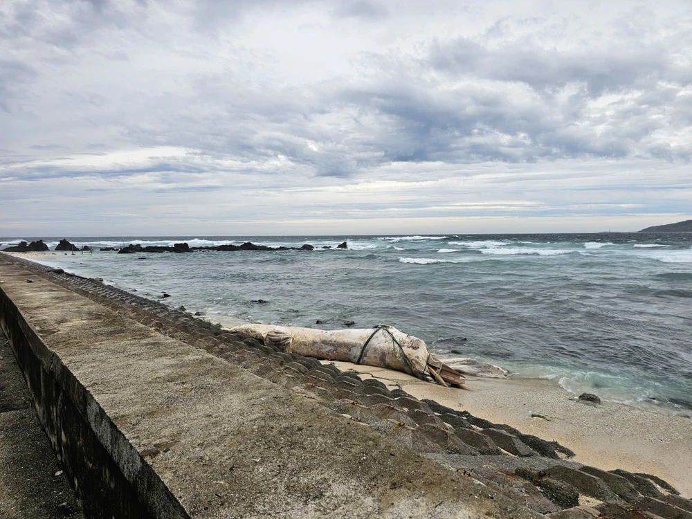 Xác cá voi dài hơn 10m dạt vào bờ biển Lý Sơn