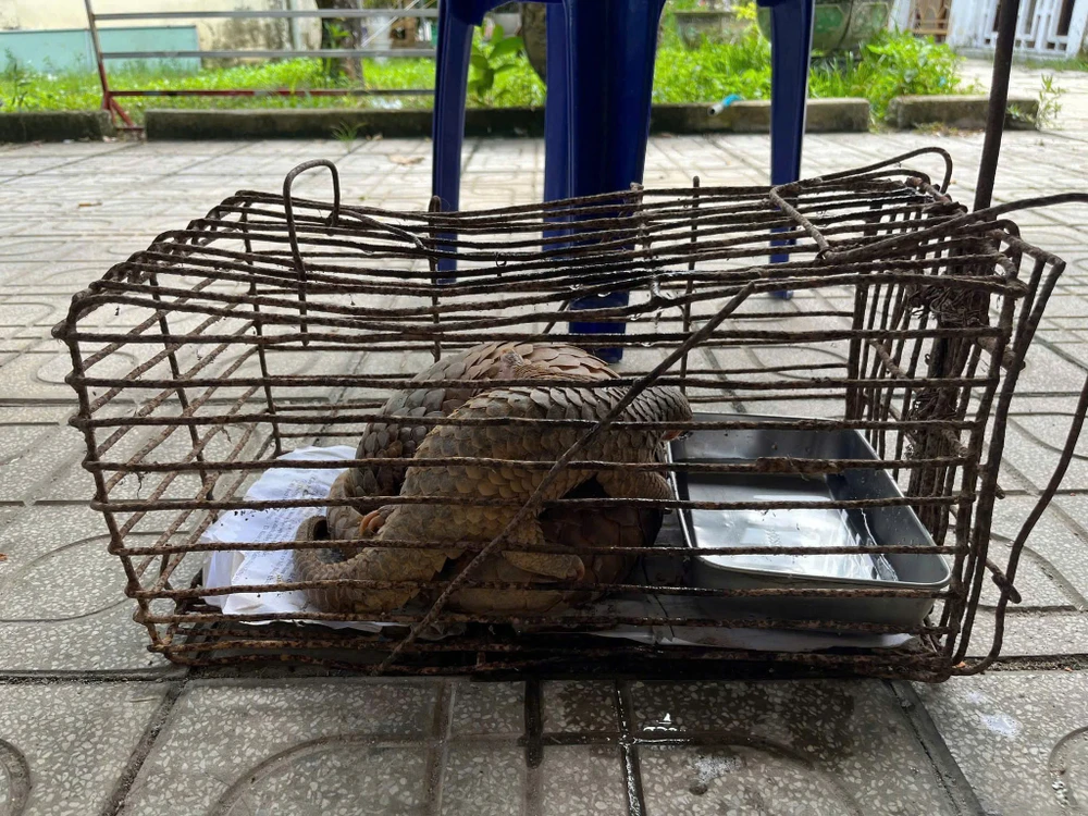 2 cá thể tê tê vàng quý hiếm đi lạc vào vườn nhà dân ở Quảng Ngãi