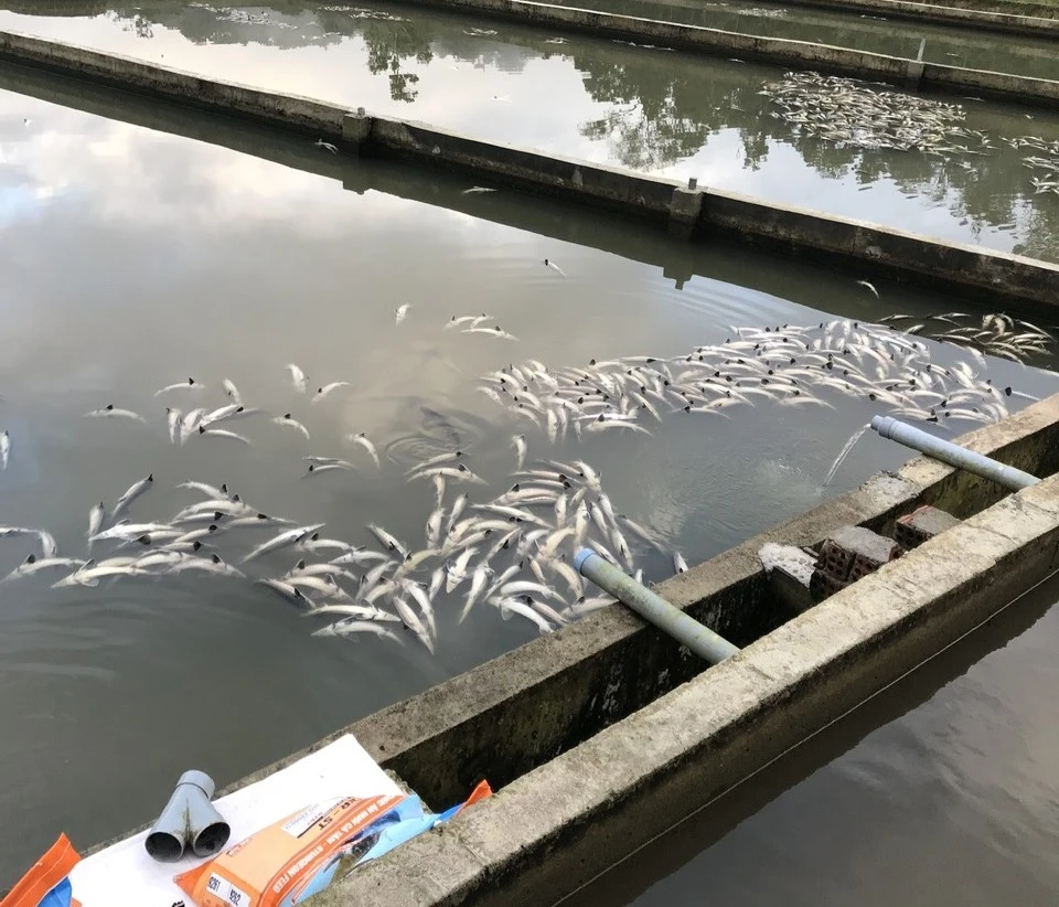 quang-ngai-mua-lu-lam-chet-45-tan-ca-tam-thiet-hai-hon-7-7-ti-dong (1).jpg