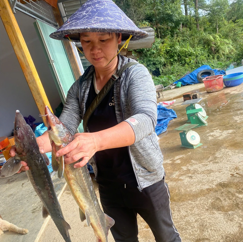 Quảng Ngãi: Mưa lũ làm chết 45 tấn cá tầm, thiệt hại hơn 7,7 tỉ đồng