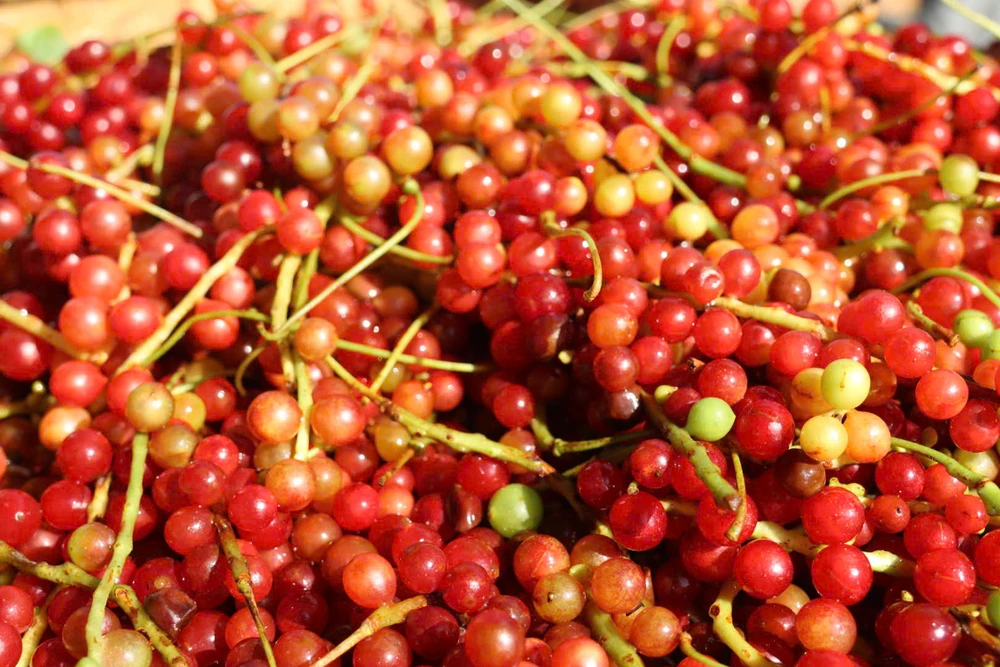 theo-chan-nguoi-xo-dang-len-rung-hai-ngu-vi-tu-kiem-tien-trieu-moi-ngay (11).jpg