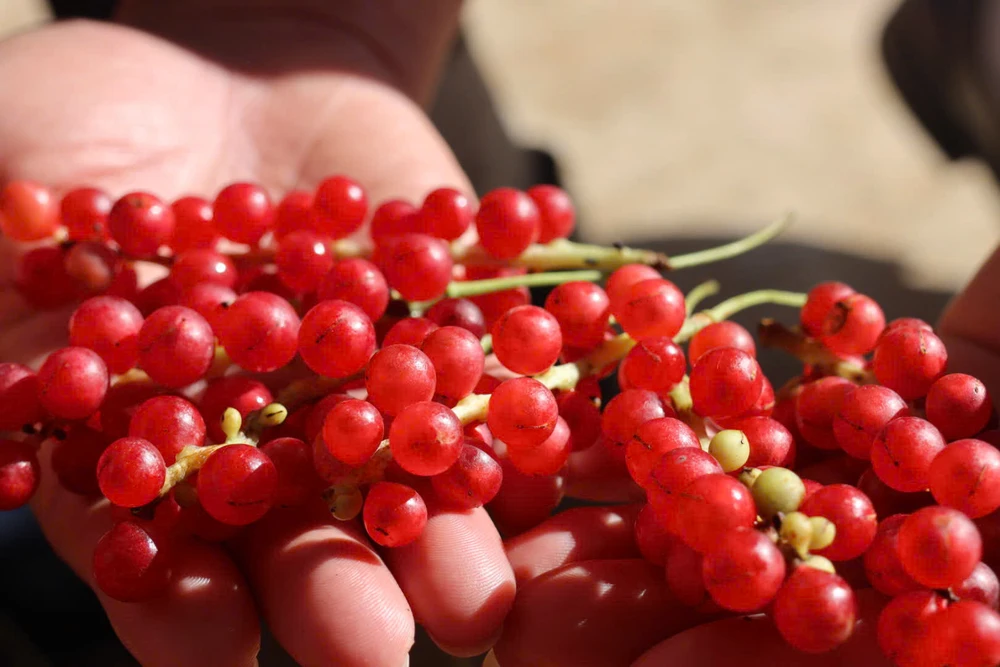 theo-chan-nguoi-xo-dang-len-rung-hai-ngu-vi-tu-kiem-tien-trieu-moi-ngay (2).jpg