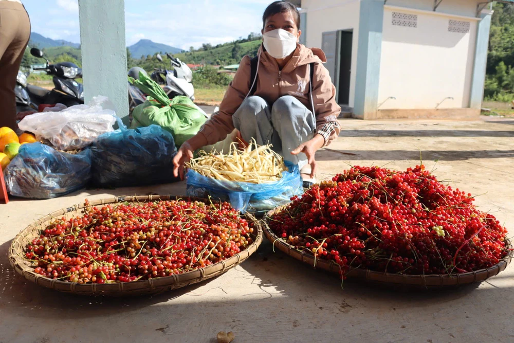 theo-chan-nguoi-xo-dang-len-rung-hai-ngu-vi-tu-kiem-tien-trieu-moi-ngay (5).jpg