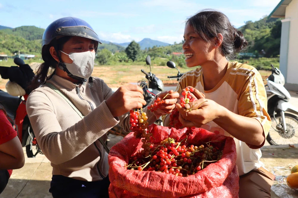 theo-chan-nguoi-xo-dang-len-rung-hai-ngu-vi-tu-kiem-tien-trieu-moi-ngay (7).jpg