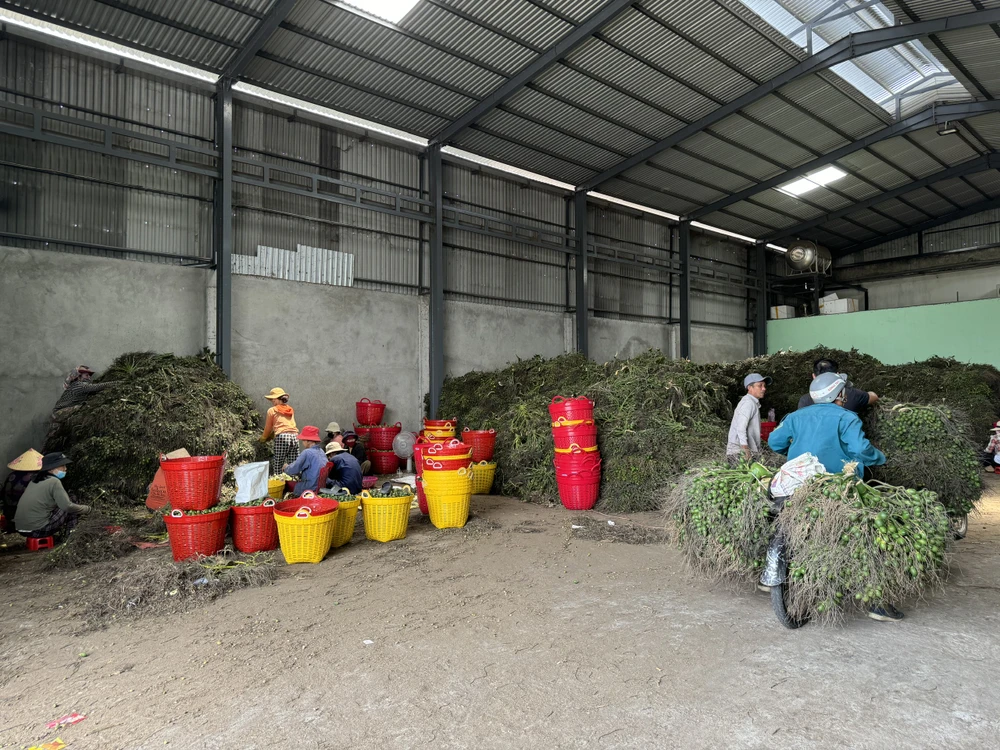 thuong-lai-trung-quoc-quay-xe-chi-mua-cau-dai-nong-dan-quang-ngai-dieu-dung-vi-gia-cau-rot-tham (1).jpg