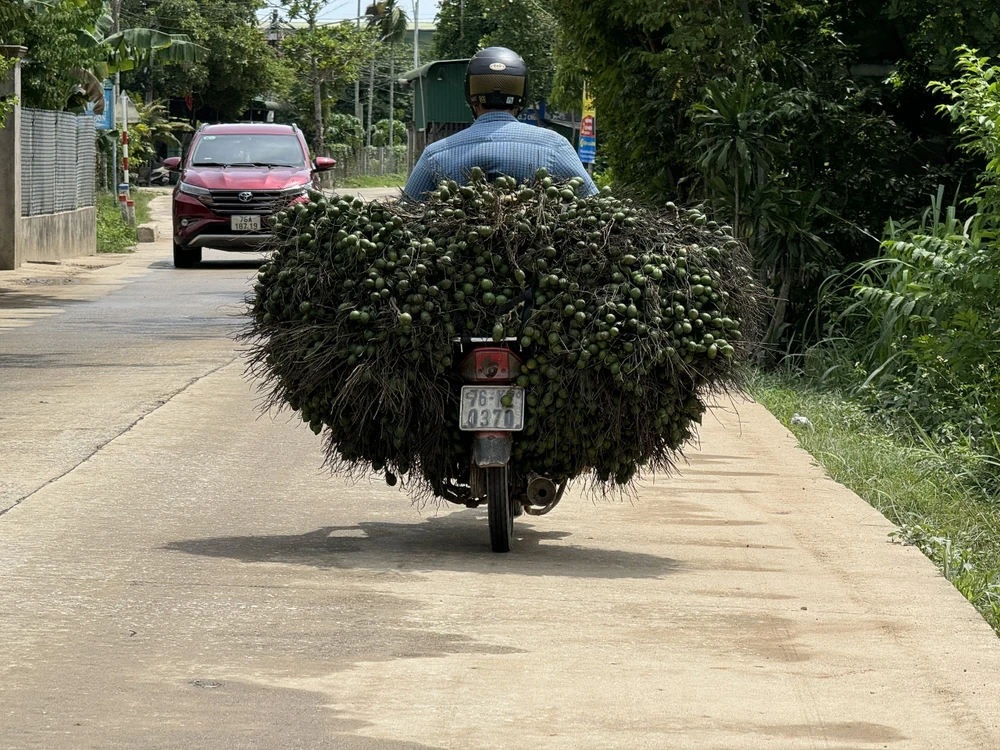 thuong-lai-trung-quoc-quay-xe-chi-mua-cau-dai-nong-dan-quang-ngai-dieu-dung-vi-gia-cau-rot-tham (3).jpg