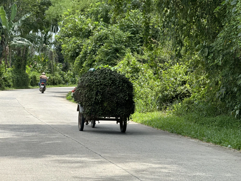 thuong-lai-trung-quoc-quay-xe-chi-mua-cau-dai-nong-dan-quang-ngai-dieu-dung-vi-gia-cau-rot-tham (4).jpg