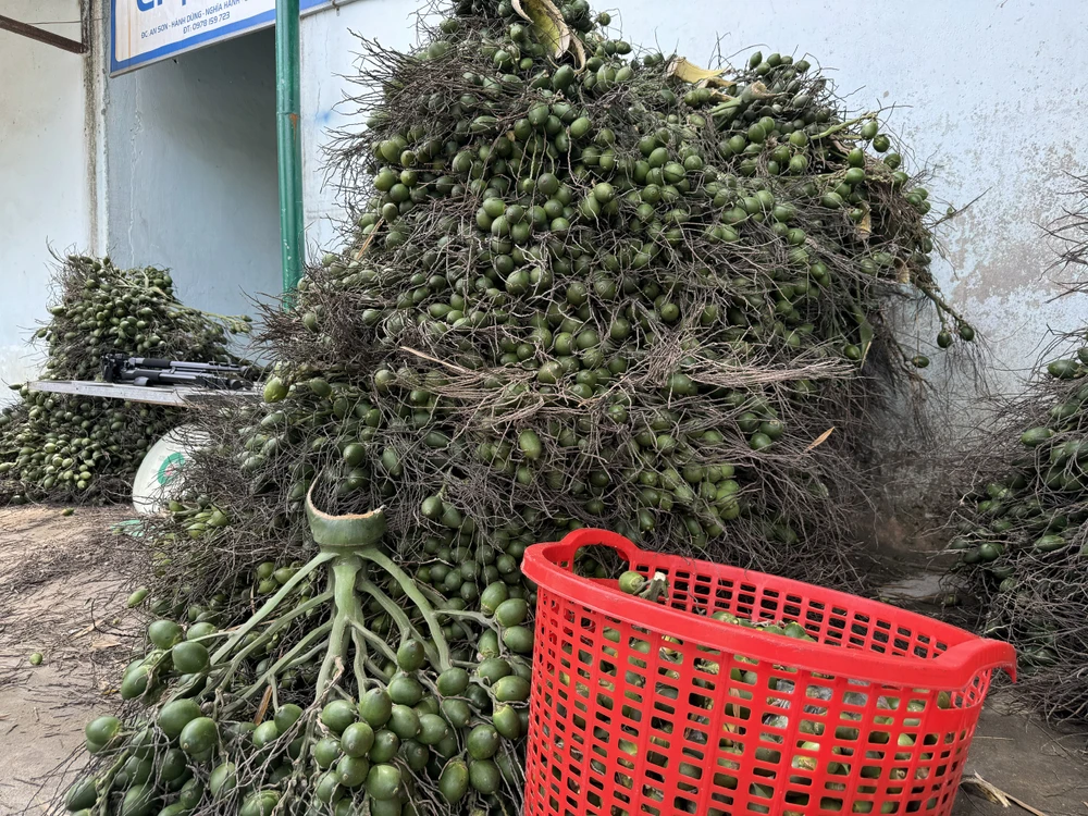 thuong-lai-trung-quoc-quay-xe-chi-mua-cau-dai-nong-dan-quang-ngai-dieu-dung-vi-gia-cau-rot-tham (5).jpg