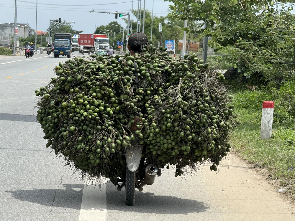 thuong-lai-trung-quoc-quay-xe-chi-mua-cau-dai-nong-dan-quang-ngai-dieu-dung-vi-gia-cau-rot-tham (7).jpg