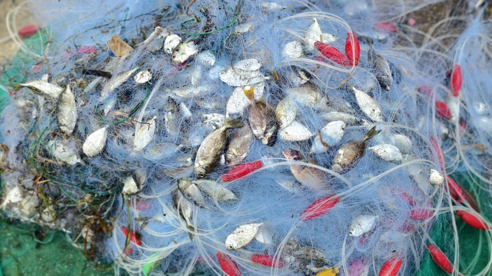 Xem cảnh ngư dân Quảng Ngãi ‘cưỡi sóng’, ra khơi mùa biển động