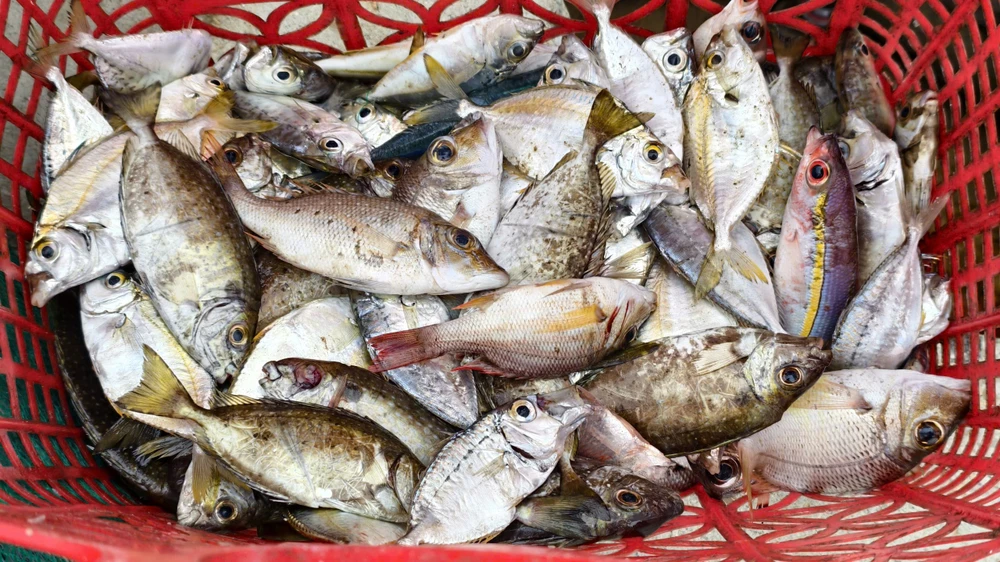 Xem cảnh ngư dân Quảng Ngãi ‘cưỡi sóng’, ra khơi mùa biển động